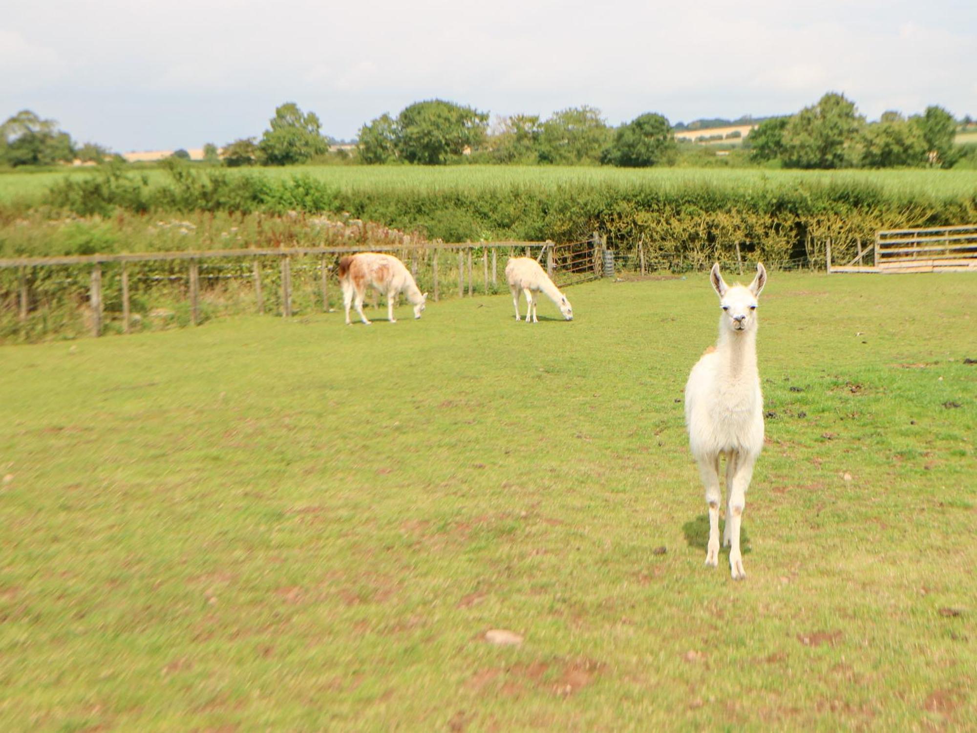 Villa The Barn Northallerton Esterno foto